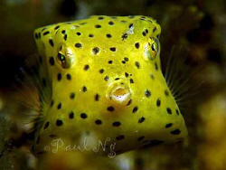 Yellow Box Fish by Paul Ng 